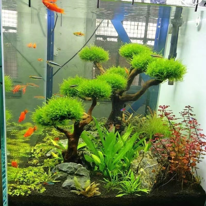 Aquarium Fish Green - Fish tank greening wood frame planting