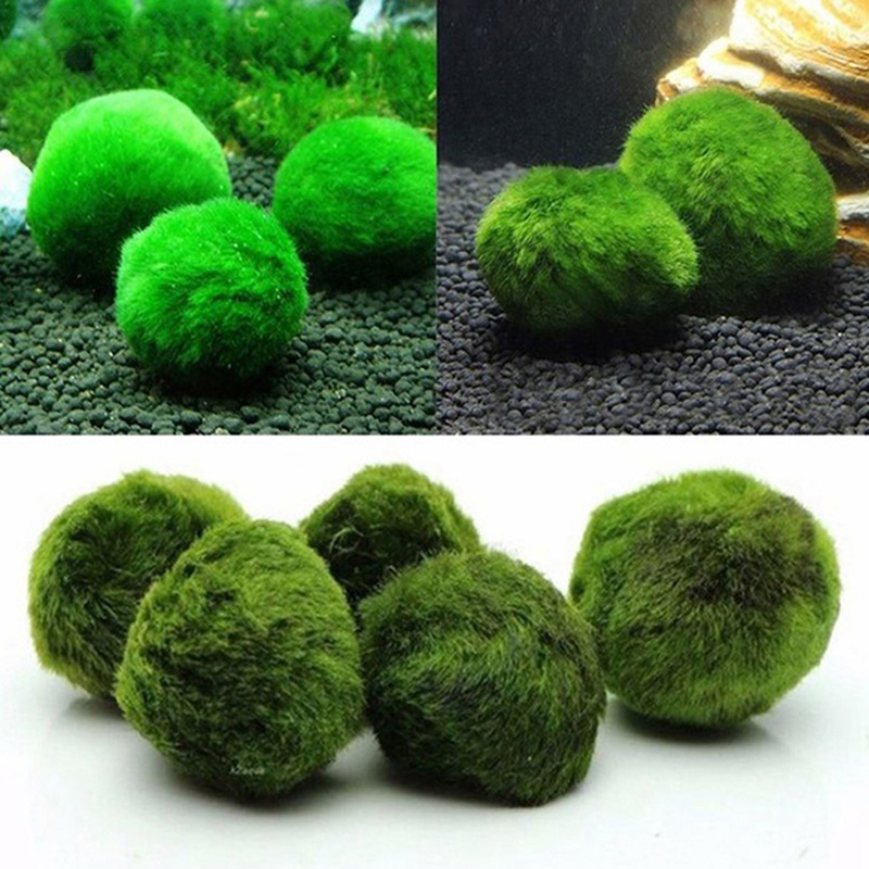 Marimo Moss Balls Live Aquariu - Aquarium Fish Green recension och pris