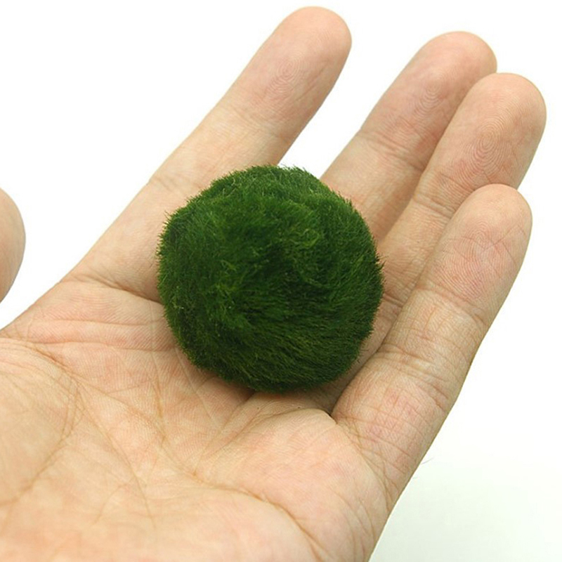 Marimo Moss Balls Live Aquariu - Aquarium Fish Green recension och pris