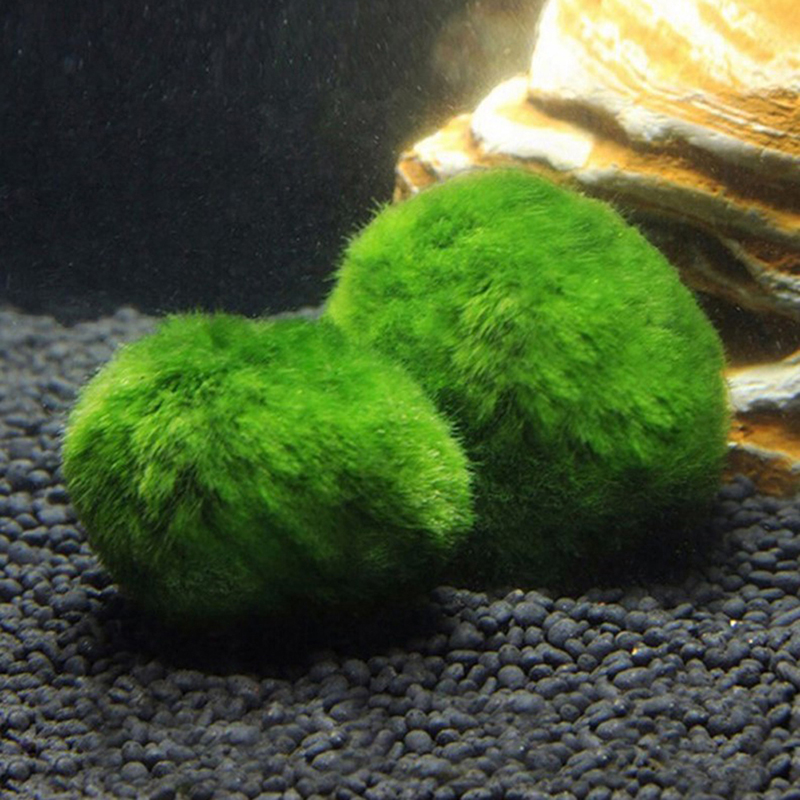 Marimo Moss Balls Live Aquariu - Aquarium Fish Green recension och pris