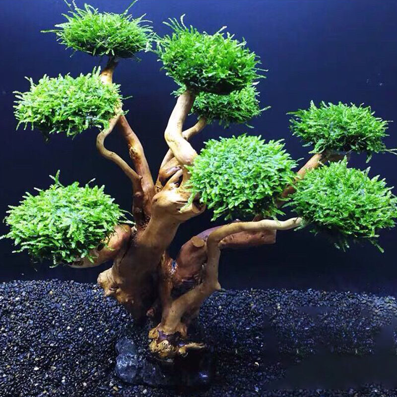 Fish tank greening wood frame  - Aquarium Fish Green recension och pris