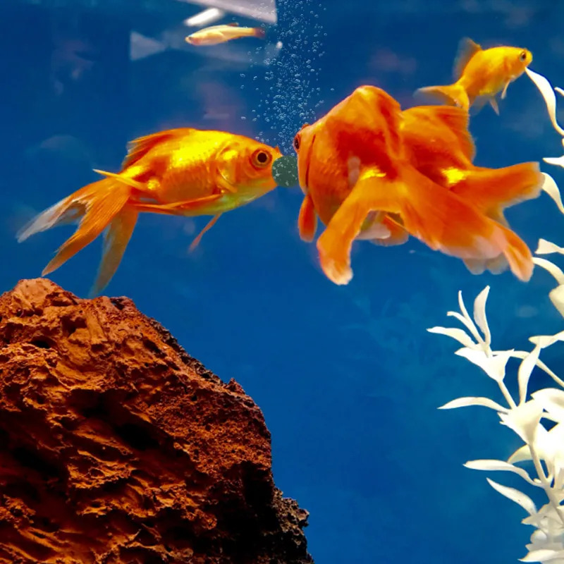 100-1500Pcs High-Purity Spirul - Aquarium Fish Food recension och pris